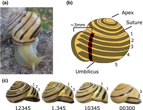 measuring snail shell thickness|how to quantify shape in gastropods.